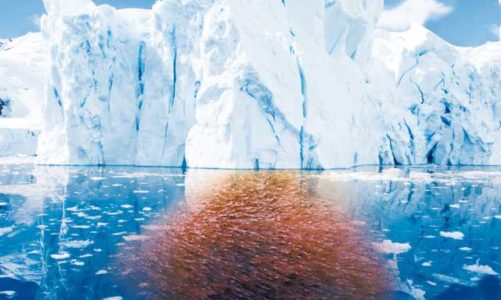 Alternatywa dla tranu czyli olej z kryla antarktycznego (Euphausia superba)