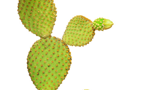 Proszek z pustynnego kaktusa o jadalnych owocach