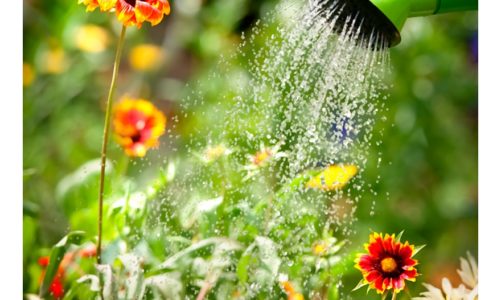 Podlewanie roślin nie tylko latem. Czyli jak często podlewać trawę i kwiaty?