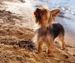 Doctor Dog 1.jpg
