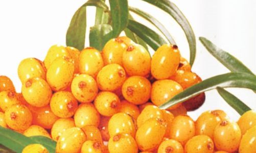 Rokitnik – wybitne właściwości zdrowotne na wyciągnięcie ręki