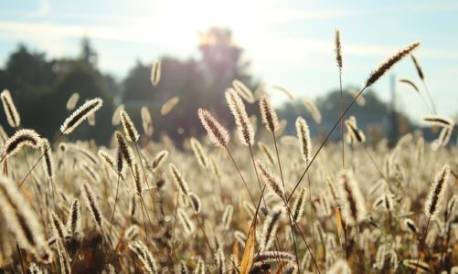 Alergie na laktozę i gluten