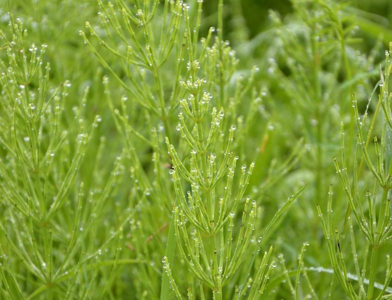 Zioła zapobiegające wypadaniu włosów