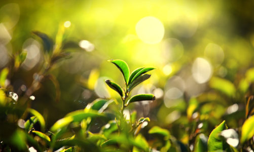 Cejloński lew – gwarancja jakości najlepszej herbaty