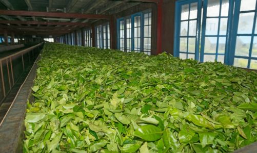 Po czym poznać dobrą herbatę?