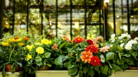 Pomóżmy pszczołom znaleźć pożywienie! BIZNES, Ochrona środowiska - Dwadzieścia tysięcy Miejsc Przyjaznych Pszczołom – taki cel postawili sobie organizatorzy programu „Z Kujawskim pomagamy pszczołom”. Właśnie rozpoczęła się 7. edycja tej akcji.