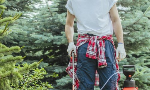 Piękny i zadbany trawnik