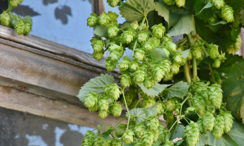 Piwowarstwo domowe w Polsce