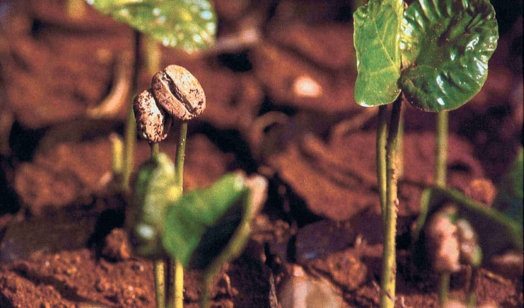 ABC kawy organicznej