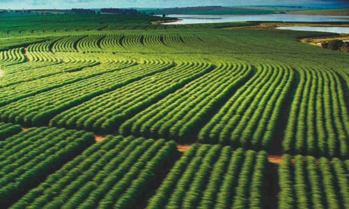 „Bio”, „Eko”, „Organic” – etykiet „zdrowej” żywności