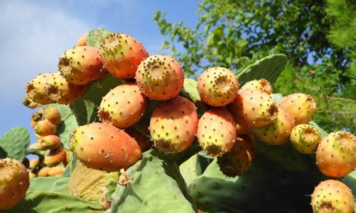 Z opuncji figowej olej, ale nie tylko