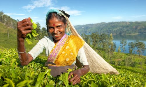 Aromat prosto ze Sri Lanki