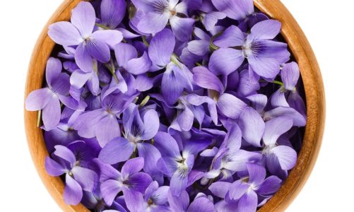 Fiołki – jadalne, wiosenne kwiaty prosto z ogródka