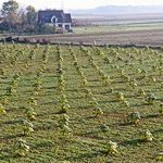Kolejny sezon sprzedaży Oxytree zakończony