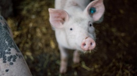 Zagrożenie wirusem ASF rośnie Rolnictwo, BIZNES - Afrykański pomór świń (ASF) jest nieuleczalną i wysoce zakaźną wirusową chorobą dzików oraz wszystkich ras świń domowych.Jej zapobieganie generuje ogromne koszty dla hodowców i budżetu państwa