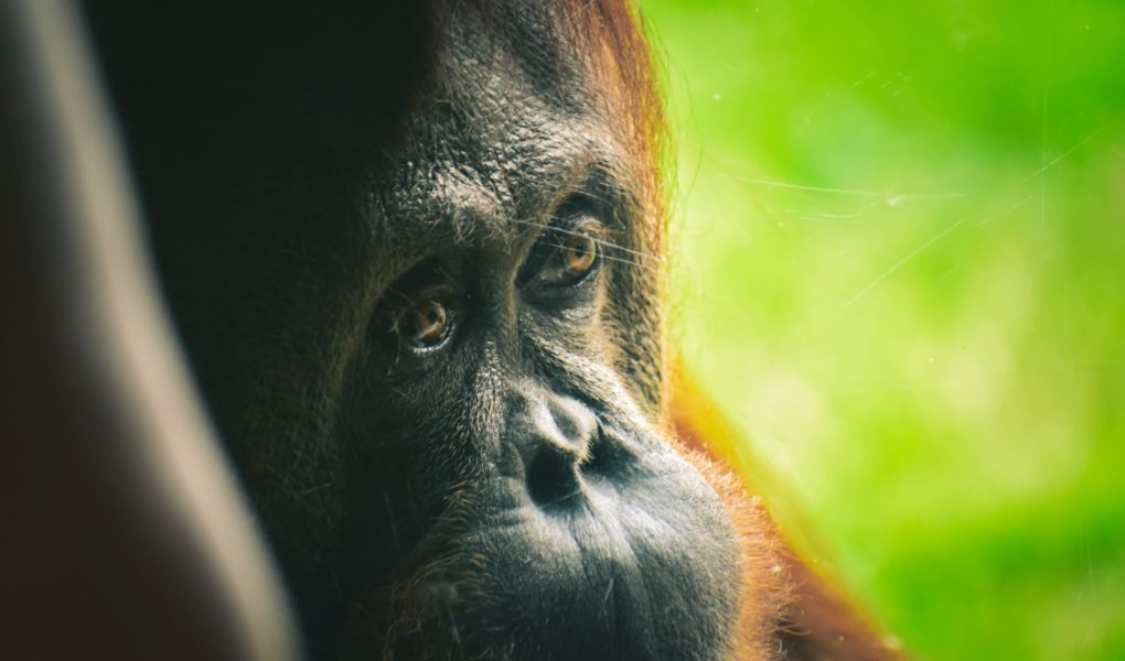 Olej palmowy. O co ten raban?