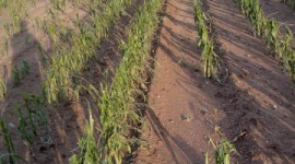 JAK ODBUDOWAĆ ROŚLINY PO NAWAŁNICACH? Rolnictwo, BIZNES - Duża liczba nawałnic, która w ostatnich kilkunastu dniach często nawiedzała Polskę, nie tylko spowodowała wiele utrudnień na drogach, ale również zniszczyła wiele domów, a także upraw.