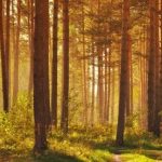 Dzień Dzikiej Flory, Fauny i Naturalnych Siedlisk. Ich ochrona to obowiązek nas