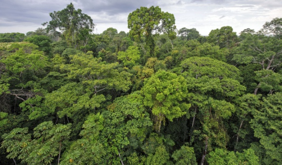 Grupa Kingfisher zostaje członkiem-założycielem inicjatywy „Forest Allies" BIZNES, Ochrona środowiska - Inicjatywa „Forest Allies" będzie wspierać projekty mające na celu ponowne zalesienie oraz regenerację zasobów leśnych w regionach, z których Grupa Kingfisher, pozyskuje drewno tropikalne.