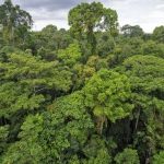Grupa Kingfisher zostaje członkiem-założycielem inicjatywy „Forest Allies"