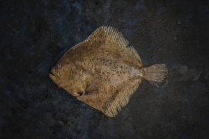 Turbot bałtycki 20 marca, obchodzony jako Międzynarodowy Dzień Bez Mięsa (Meatout Day) dlatego pora na: Turbot w roli głównej – ryba, której się nie oprzesz